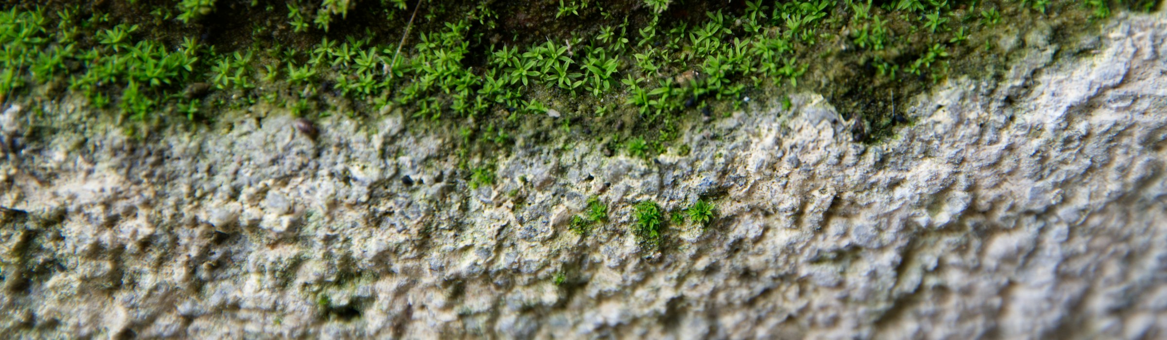 The Moss Collection