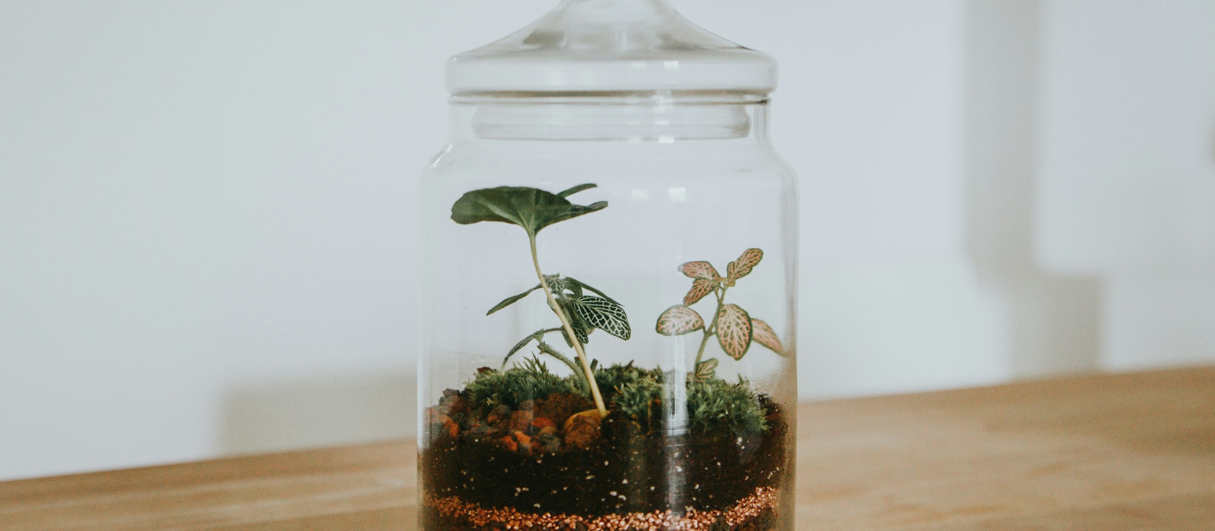 Little worlds, alive